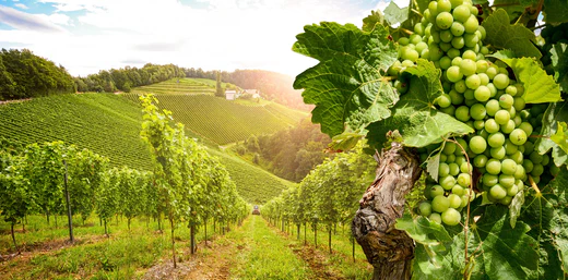Vigne de vin vert au Portugal