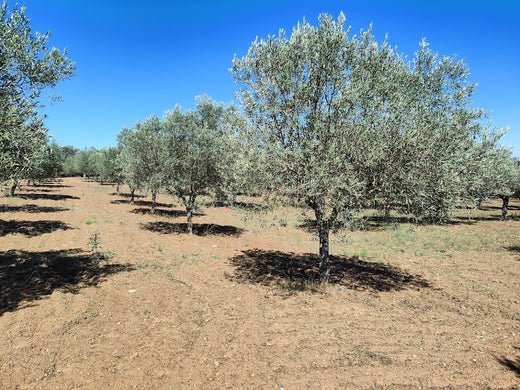 L'huile d'olive au Portugal