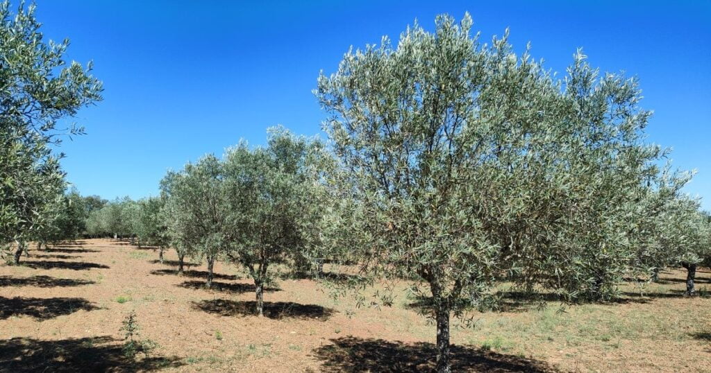 Les producteurs portugais d&rsquo;huile d&rsquo;olive