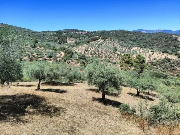 Huile d'olive Tras os Montes