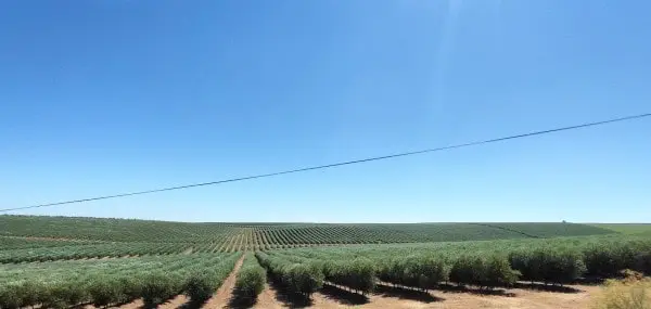 Huile d'olive Nord Alentejo