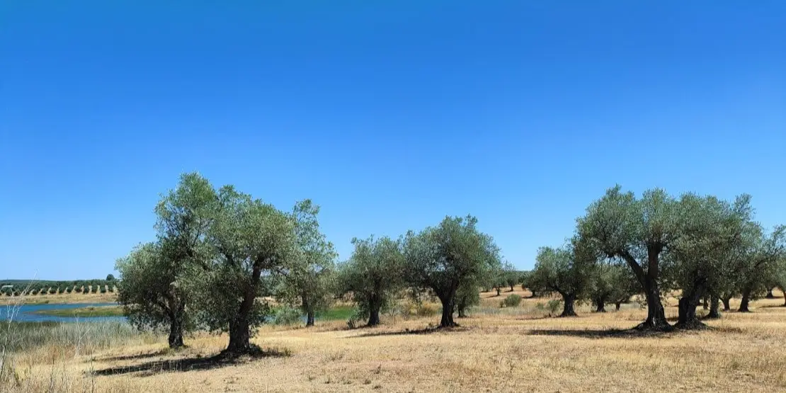 Huile d'olive portugaise