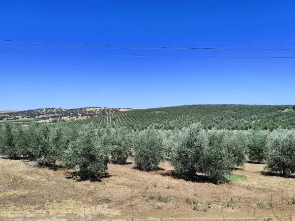 Huile d'olive sud Alentejo