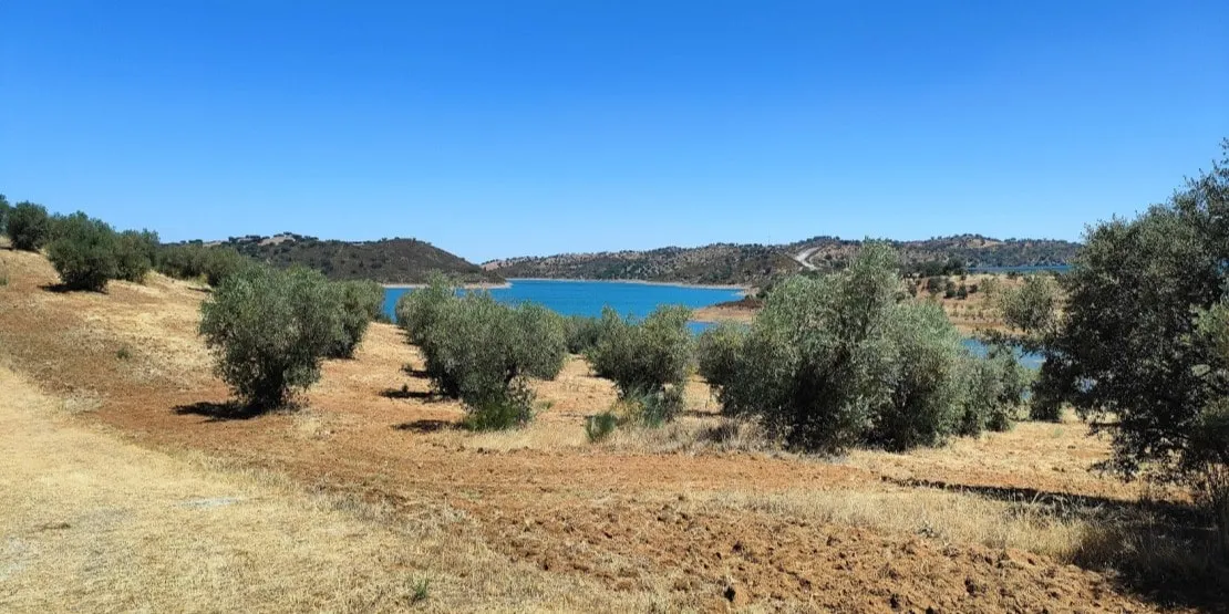 Huile d'olive du Portugal Oliviers de l'Alentejo