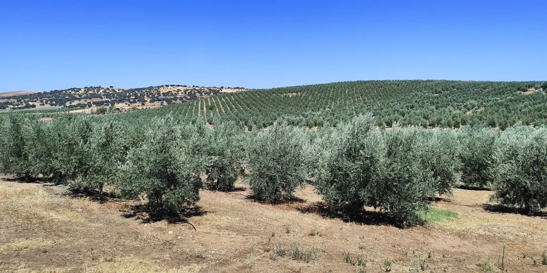 Huile d'olive du Portugal Région Alentejo, oliveraie de l'Alentejo